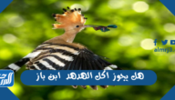 هل يجوز اكل الهدهد ابن باز