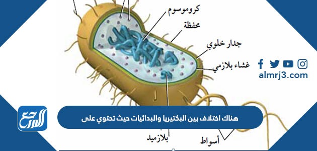 هناك اختلاف بين البكتيريا والبدائيات حيث تحتوي على