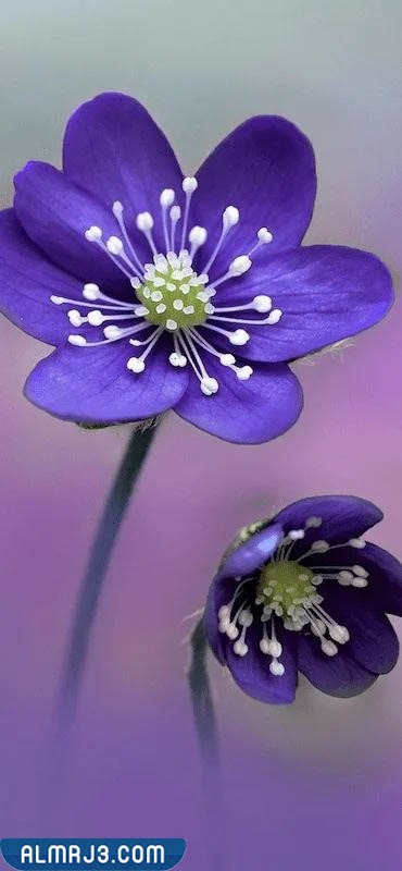 أجمل صور زهور كيوت للفيسبوك