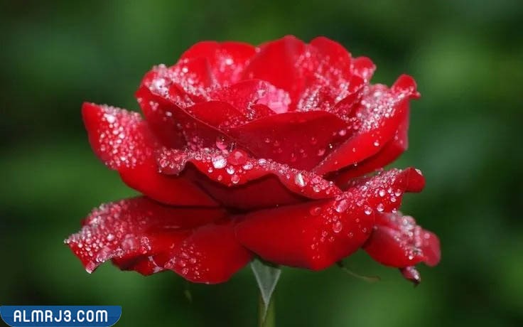 أجمل صور زهور كيوت للفيسبوك