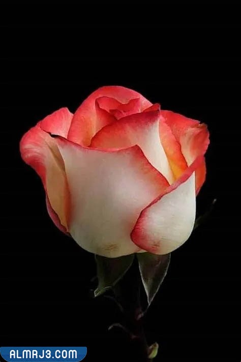 أجمل صور زهور كيوت للفيسبوك