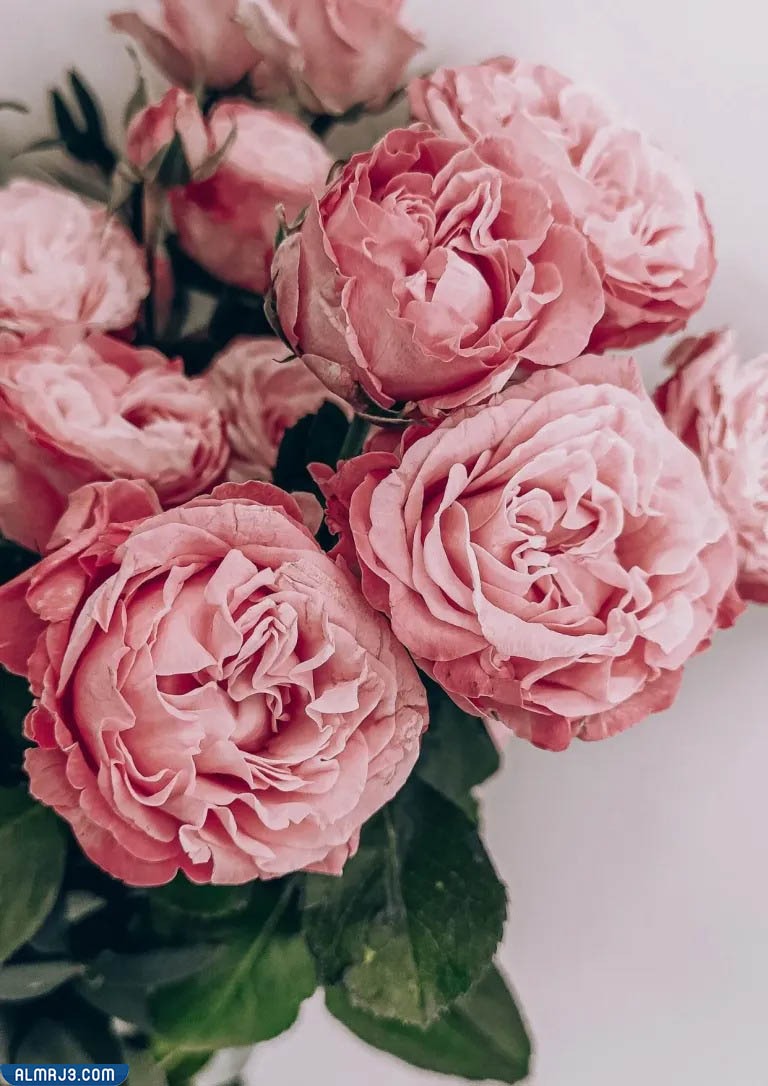 أجمل صور زهور كيوت للفيسبوك