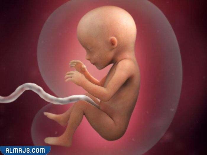 وضعية الجنين الذكر في الشهر الخامس