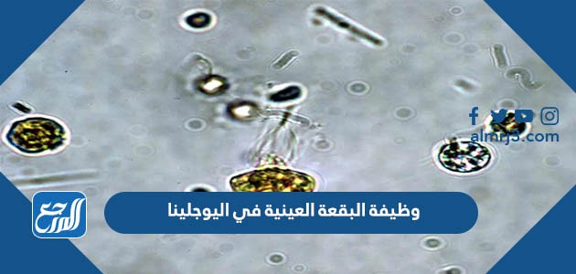 وظيفة البقعة العينية في اليوجلينا