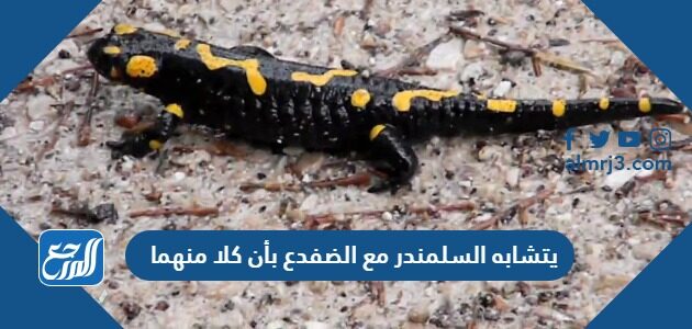 يتشابه السلمندر مع الضفدع بأن كلا منهما