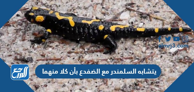 يتشابه السلمندر مع الضفدع بأن كلا منهما
