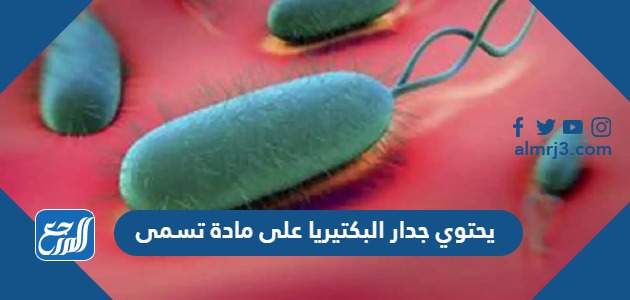 يحتوي جدار البكتيريا على مادة تسمى