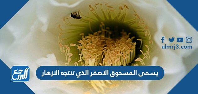 يسمى المسحوق الاصفر الذي تنتجه الازهار