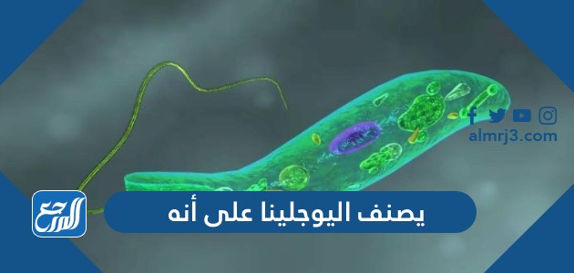 يصنف اليوجلينا على أنه