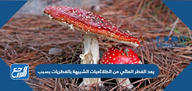 يعد الفطر المائي من الطلائعيات الشبيهة بالفطريات بسبب