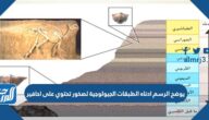 يوضح الرسم ادناه الطبقات الجيولوجية لصخور تحتوي على احافير يوضح الرسم ادناه الطبقات الجيولوجية لصخور تحتوي على احافير