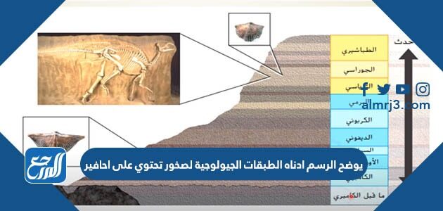 يوضح الرسم ادناه الطبقات الجيولوجية لصخور تحتوي على احافير