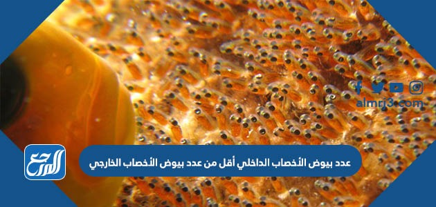 عدد بيوض الأخصاب الداخلي أقل من عدد بيوض الأخصاب الخارجي