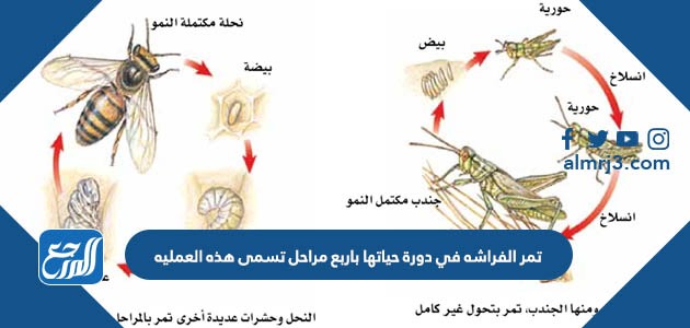 تمر الفراشه في دورة حياتها باربع مراحل تسمى هذه العمليه