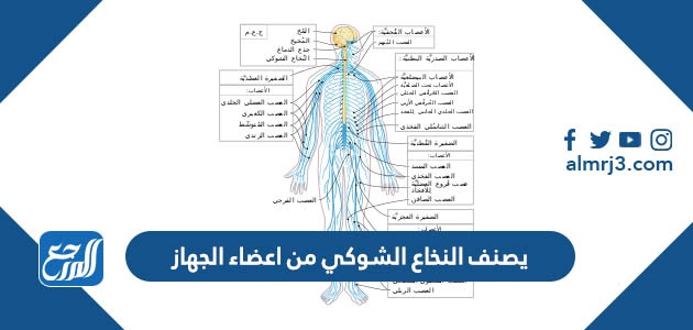 يصنف النخاع الشوكي من اعضاء الجهاز