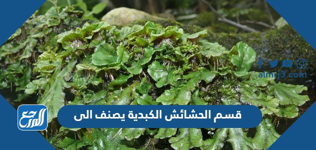 قسم الحشائش الكبدية يصنف الى