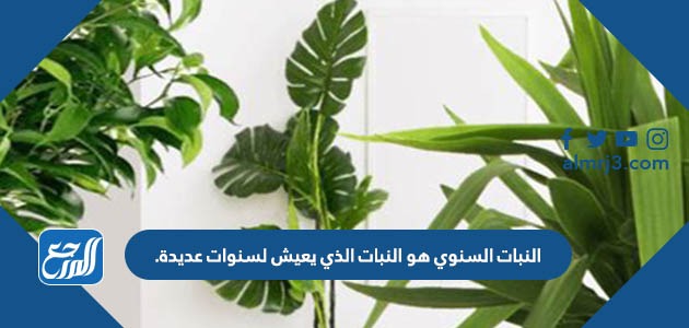 النبات السنوي هو النبات الذي يعيش لسنوات عديدة.