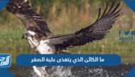 ما الكائن الذي يتغذى علية الصقر