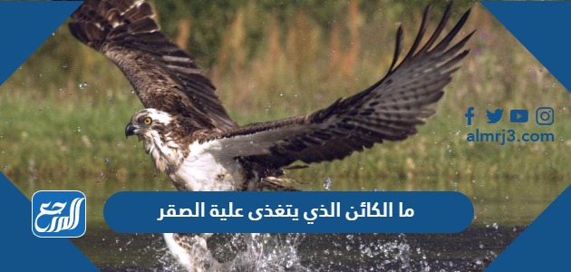 ما الكائن الذي يتغذى علية الصقر