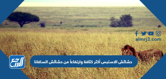 حشائش الاستبس أكثر كثافة وارتفاعاً من حشائش السافانا