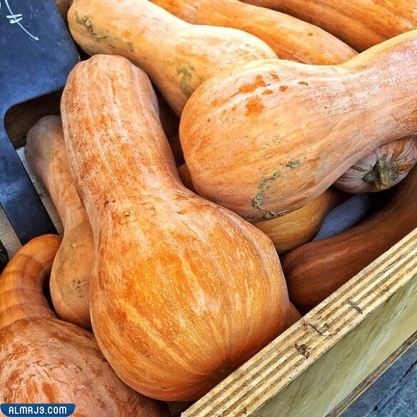 ما الفرق بين القرع واليقطين