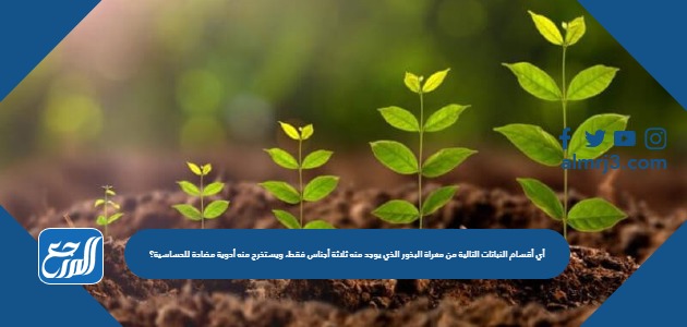 أي أقسام النباتات التالية من معراة البذور الذي يوجد منه ثلاثة أجناس فقط، ويستخرج منه أدوية مضادة للحساسية؟