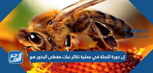 إن دورة النحلة في عملية تكاثر نبات مغطى البذور هو