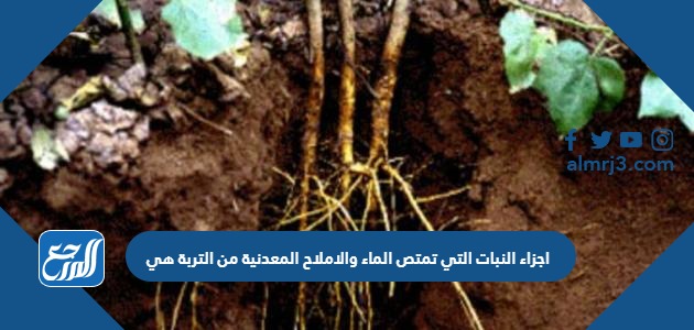 اجزاء النبات التي تمتص الماء والاملاح المعدنية من التربة هي