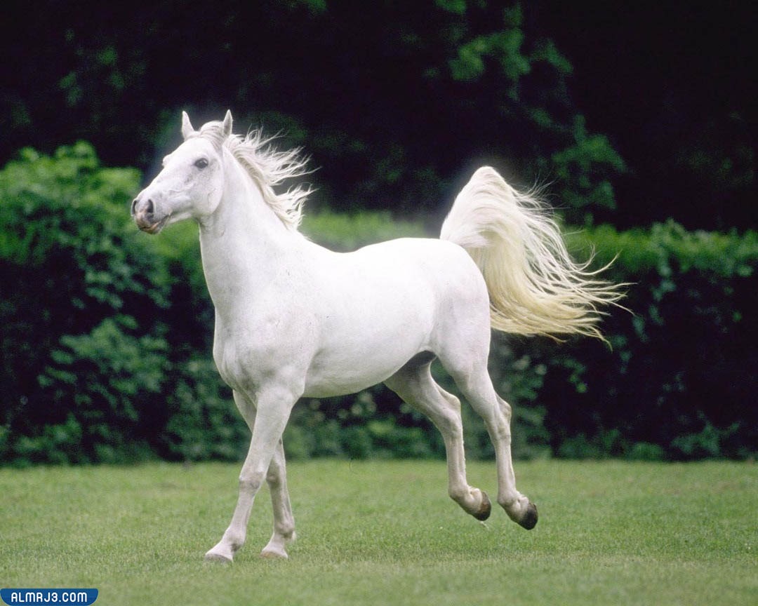 اجمل الصور للخيول العربية الاصيلة