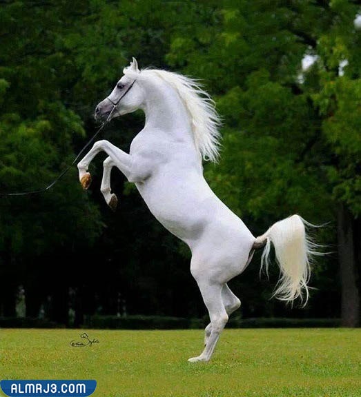 اجمل الصور للخيول العربية الاصيلة
