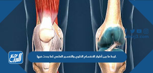 اربط ما بين أطوار الانقسام الخلوي والتفسير العلمي لما يحدث فيها.
