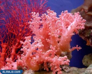 الإسفنجيات