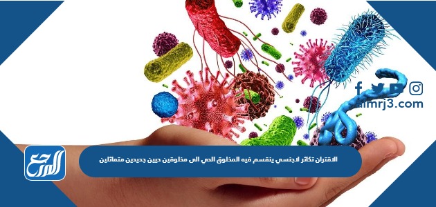 الاقتران تكاثر لاجنسي ينقسم فيه المخلوق الحي الى مخلوقين حيين جديدين متماثلين