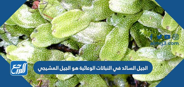 الجيل السائد في النباتات الوعائية هو الجيل المشيجي