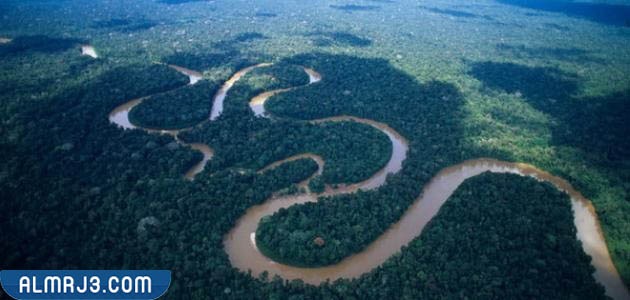 الحياة البرية لنهر الأمازون
