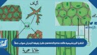 الخلايا البرنشيمية parenchyma cells خلايا رقيقة الجدران صواب خطأ