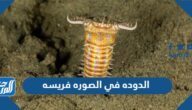 الدوده في الصوره فريسه