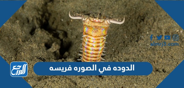 الدوده في الصوره فريسه