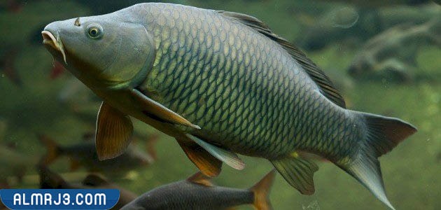 الشبوط نوع من انواع