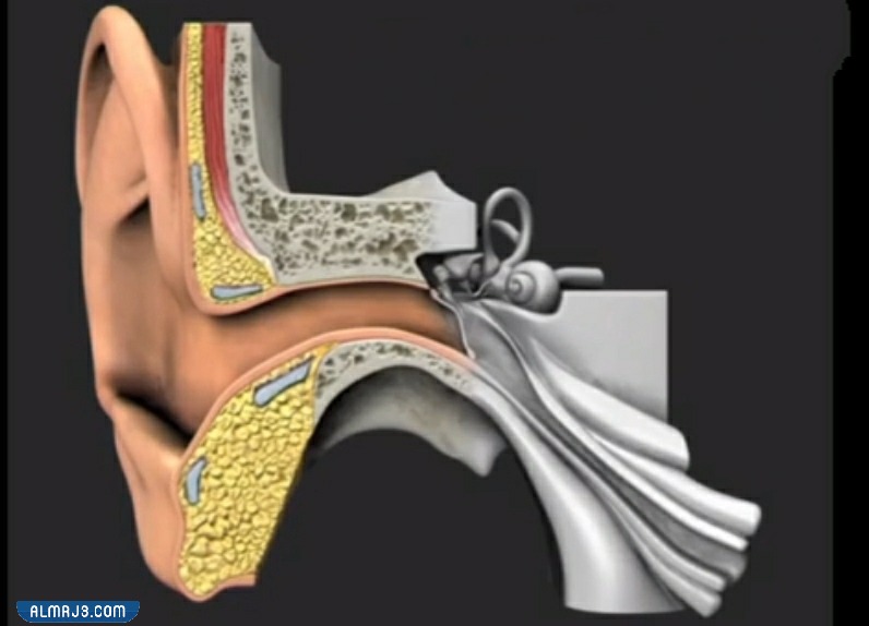 العُظيمات السمعية