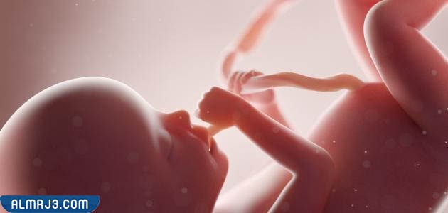 الفرق بين حركة الجنين الذكر والجنين الأنثى 