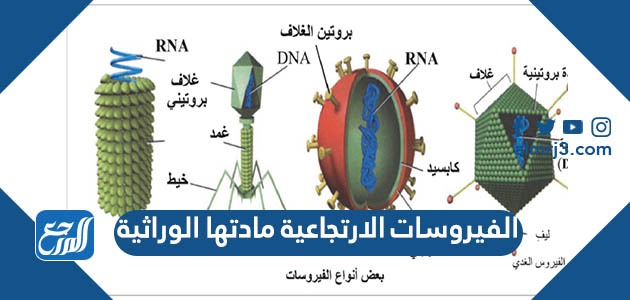 الفيروسات الارتجاعية مادتها الوراثية