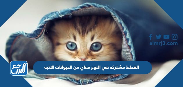 القطط مشتركه في النوع معاي من الحيوانات الاتيه