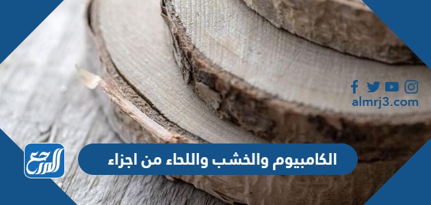 الكامبيوم والخشب واللحاء من اجزاء