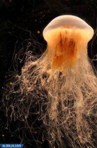 اللاسعات (الجوفمعويات)