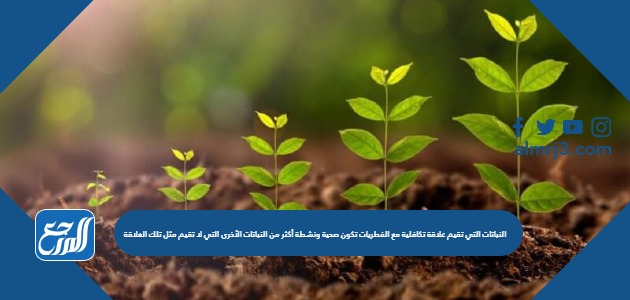 النباتات التي تقيم علاقة تكافلية مع الفطريات تكون صحية ونشطة أكثر من النباتات الأخرى التي لا تقيم مثل تلك العلاقة