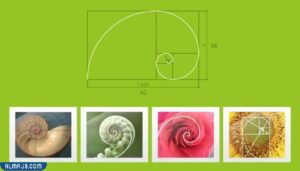 النسبة الذهبية