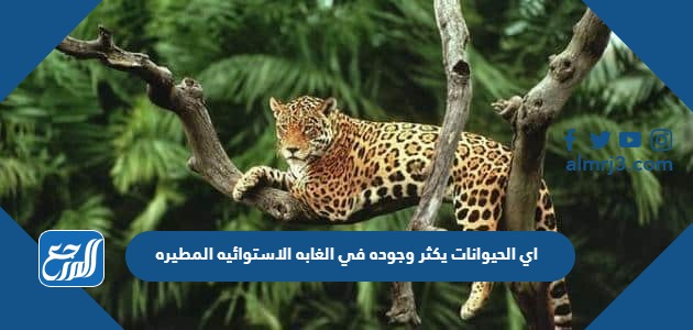 اي الحيوانات يكثر وجوده في الغابه الاستوائيه المطيره