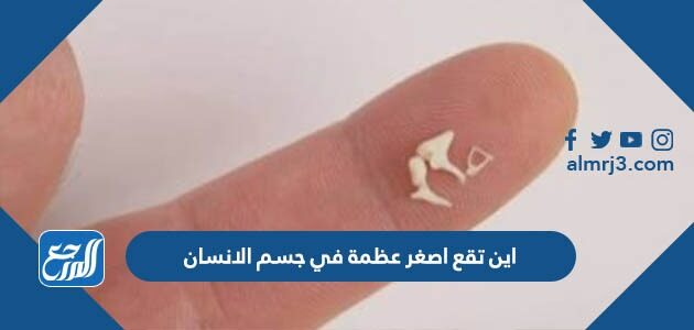 اين تقع اصغر عظمة في جسم الانسان