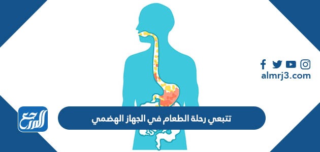 تتبعي رحلة الطعام في الجهاز الهضمي